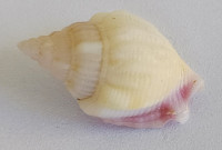 Strombus helli , Kiener, 1843